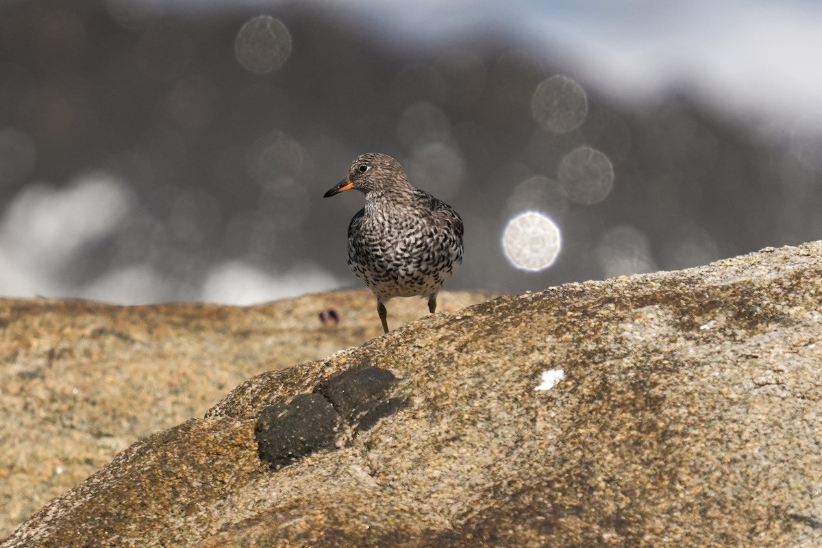 Surfbird - ML632006746