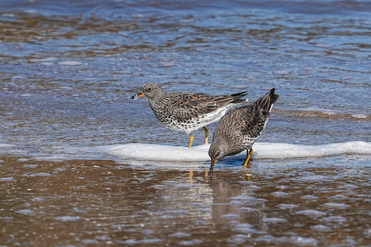 Surfbird - ML632006747