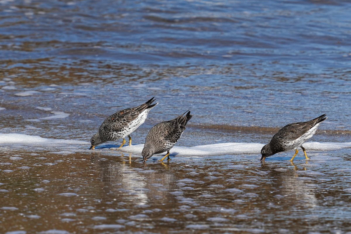 Surfbird - ML632006749