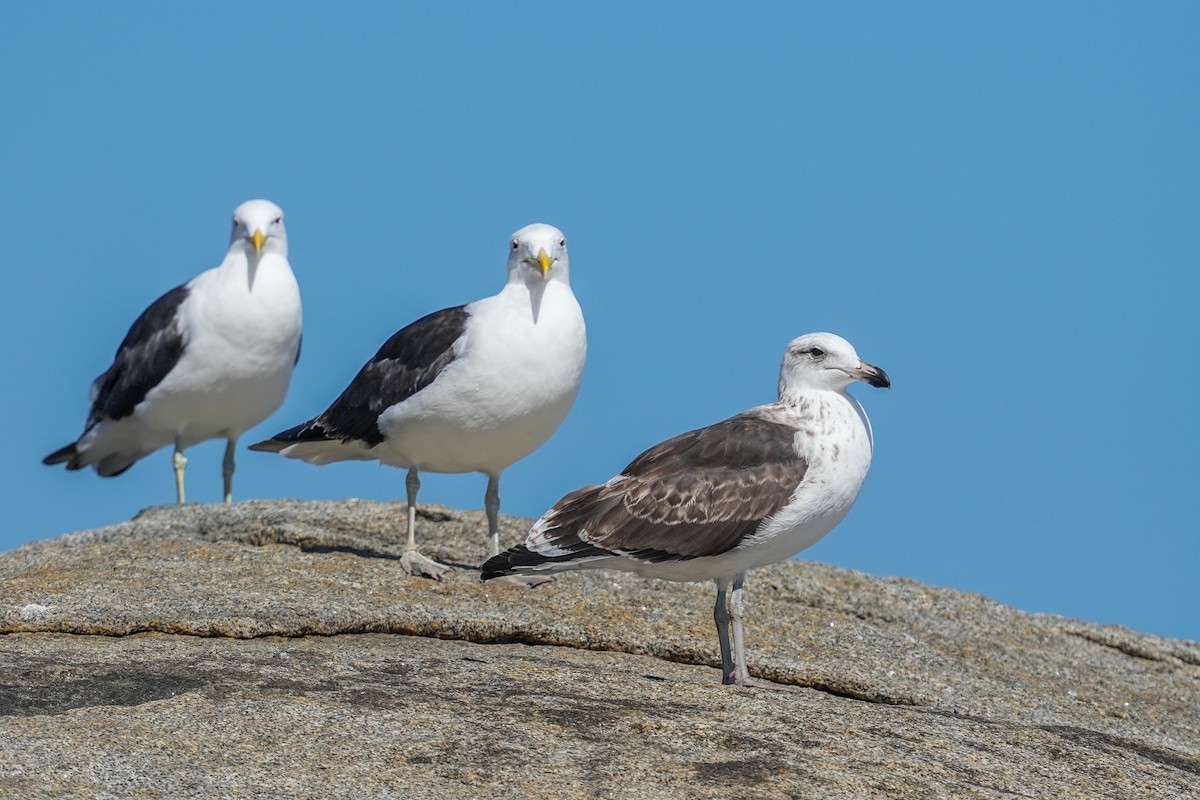 Kelp Gull (dominicanus) - ML632006767