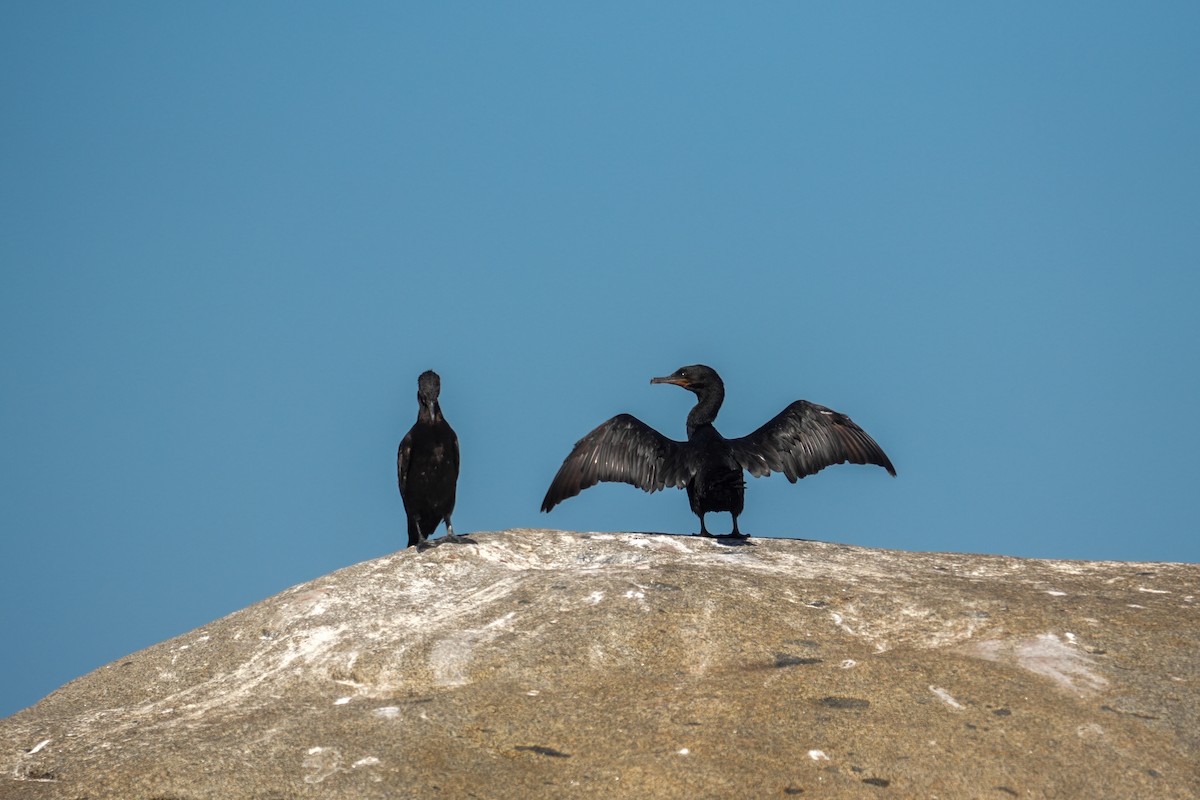 Neotropic Cormorant - ML632006771
