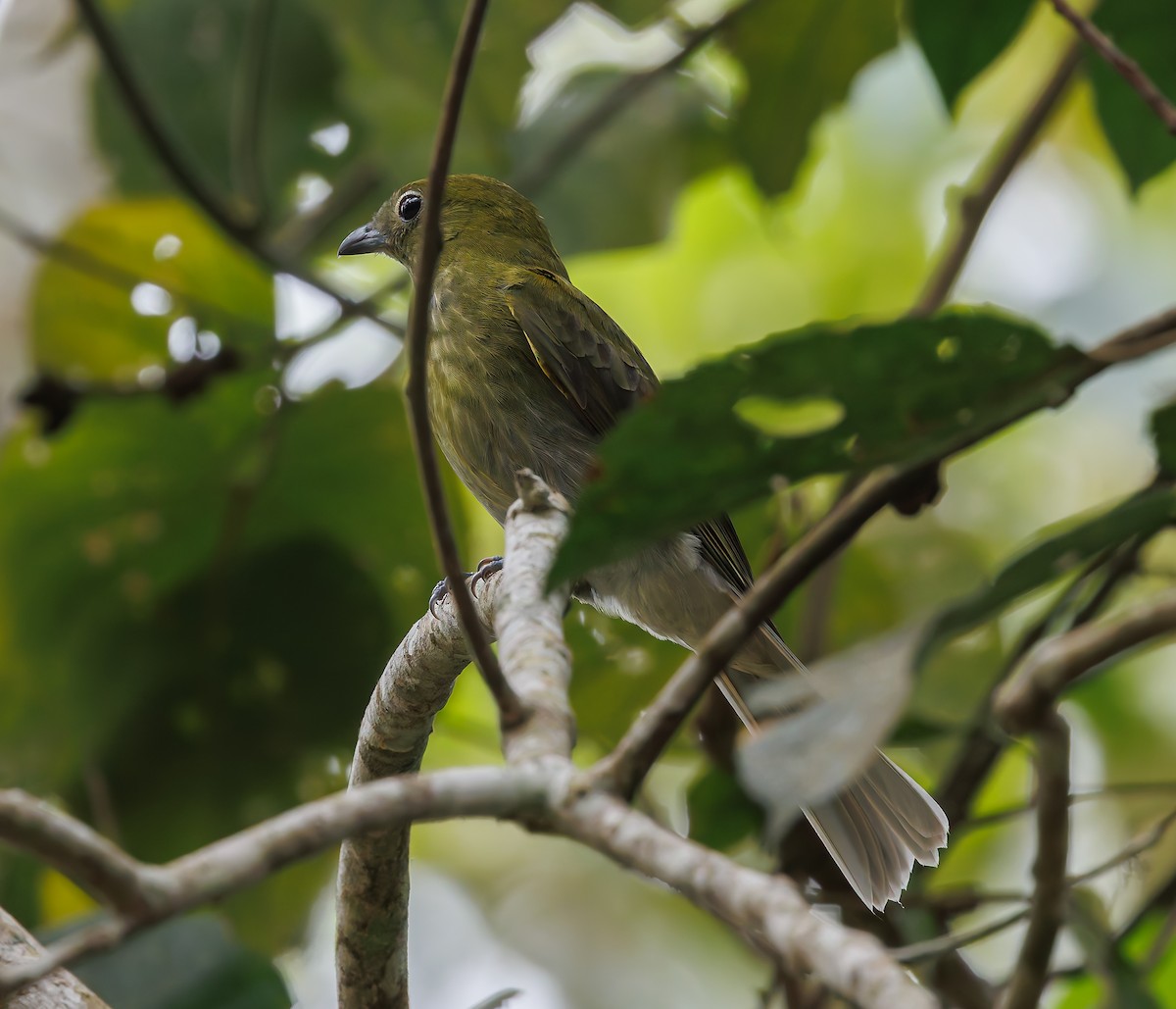 Gray-tailed Piha - ML632006805