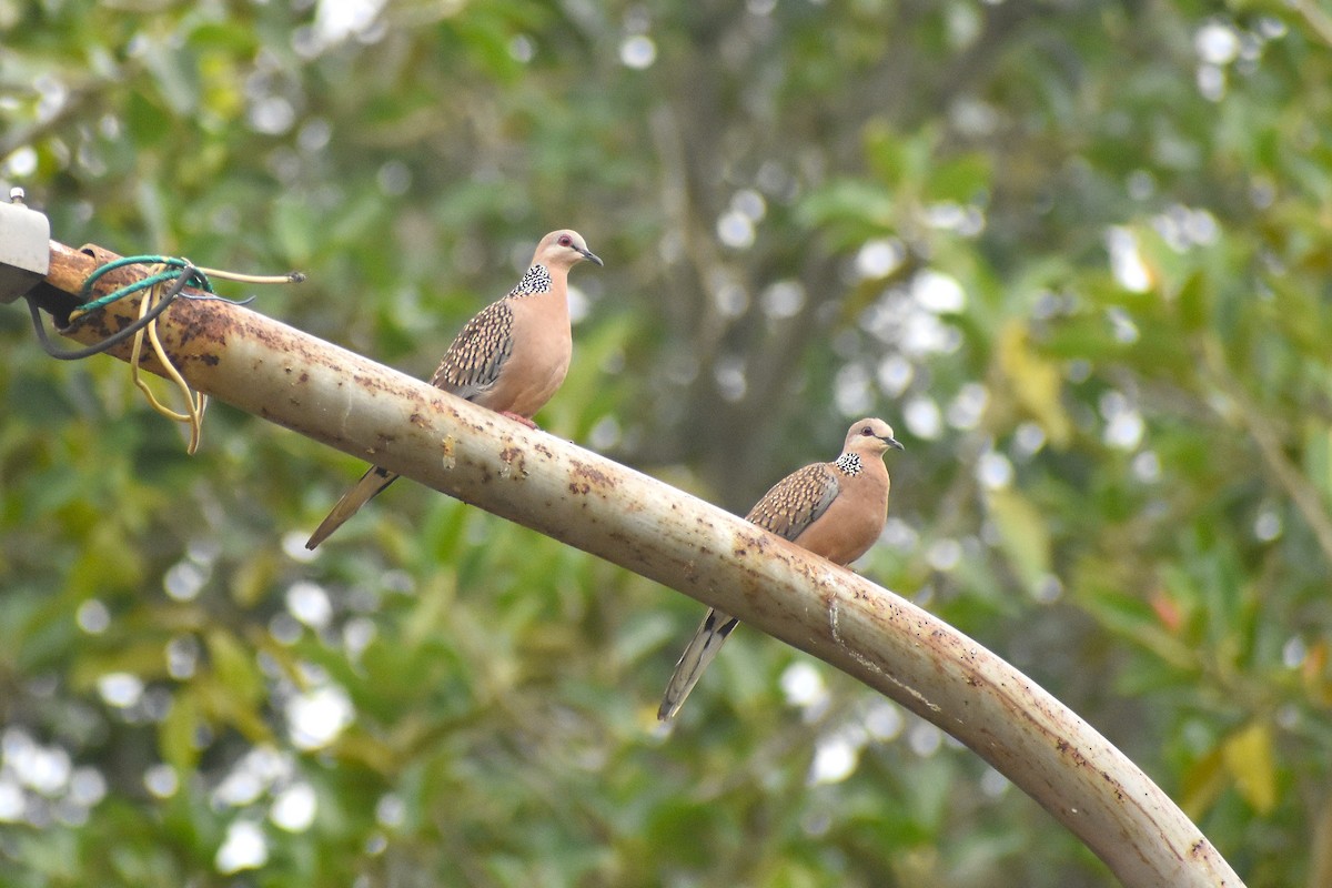 Spotted Dove - ML632006834