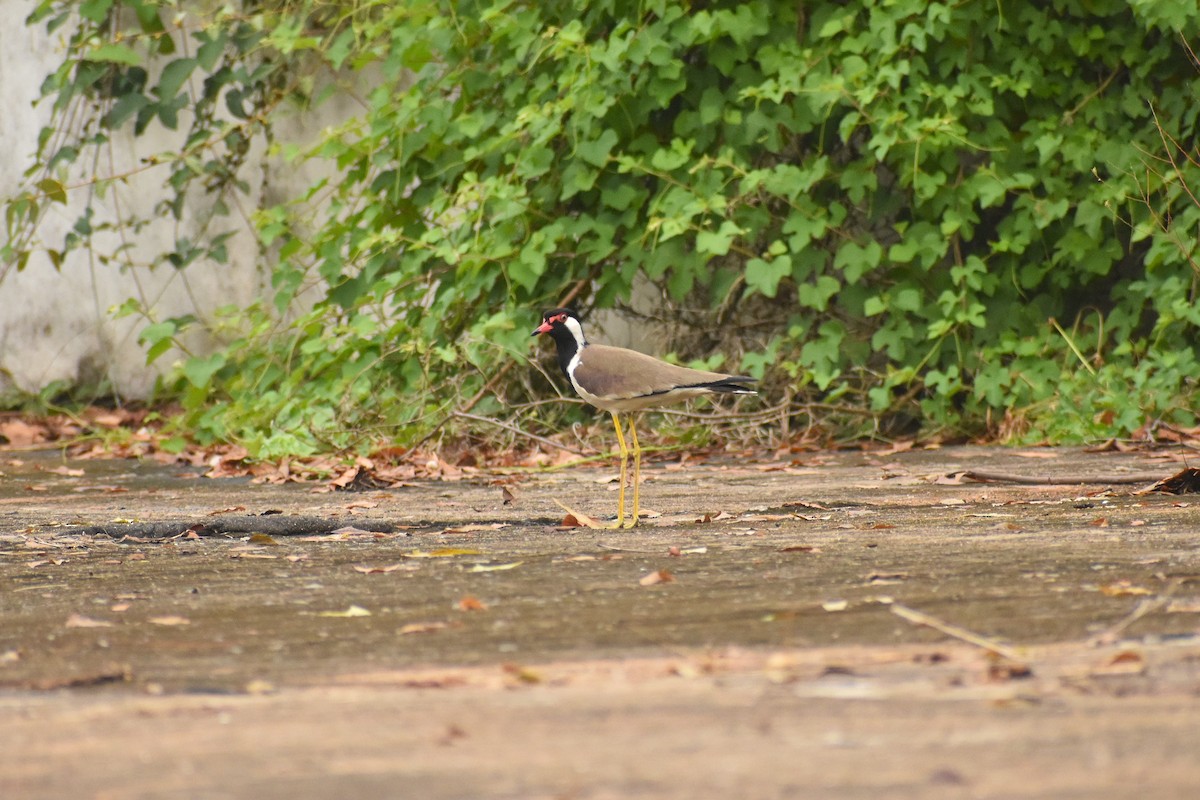 Red-wattled Lapwing - ML632006840