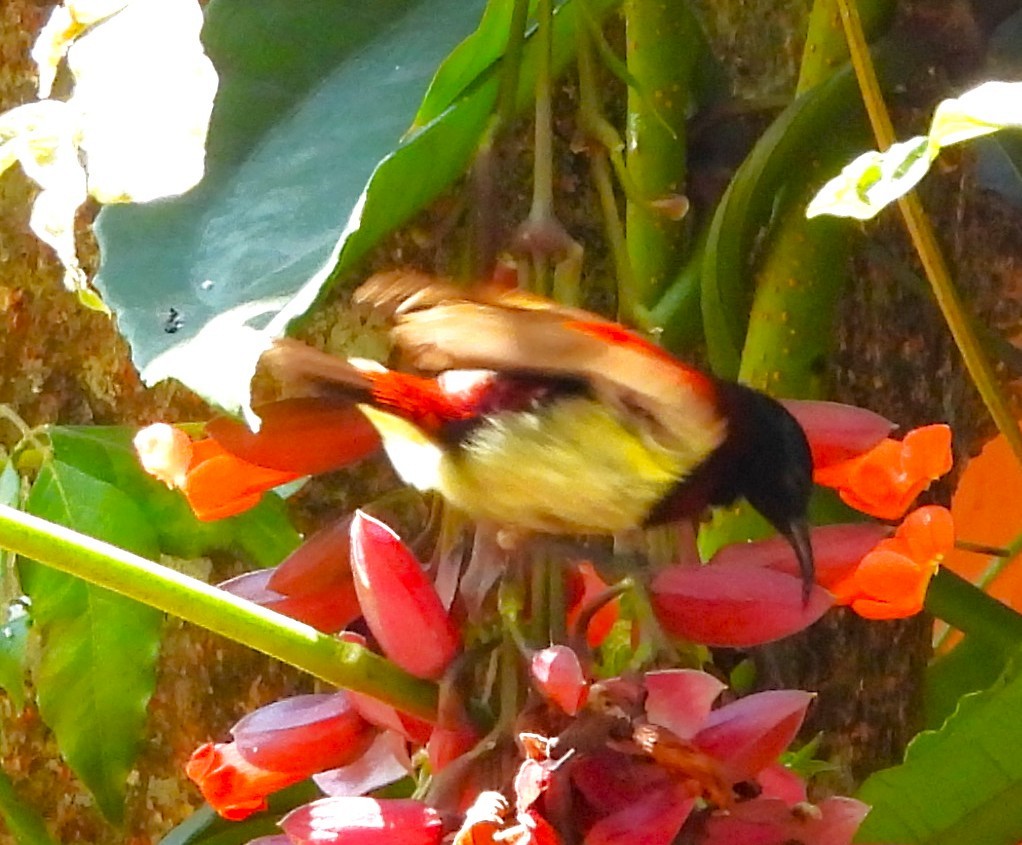 Crimson-backed Sunbird - ML632006841