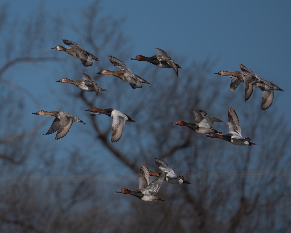 Canvasback - ML632006934