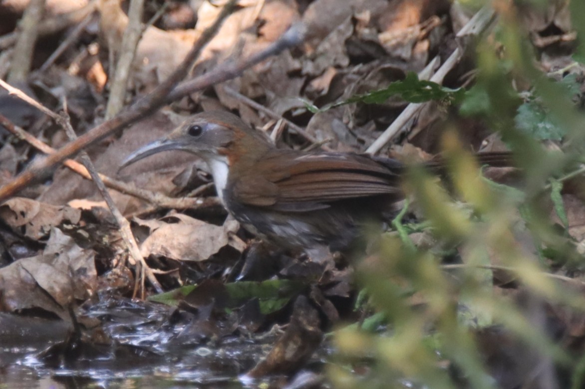 Large Scimitar-Babbler - ML632006993