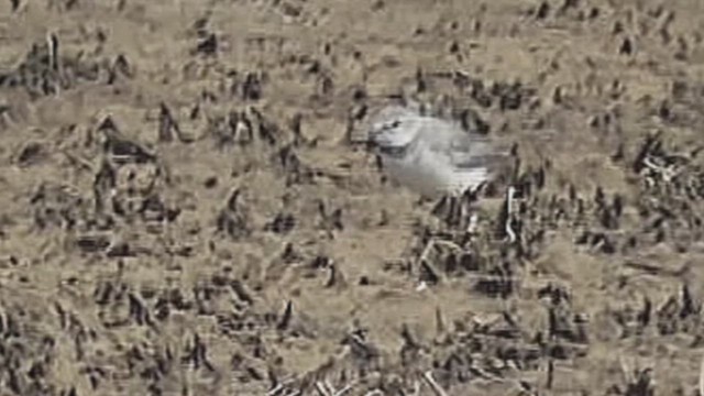 kulík křivozobý - ML632007011