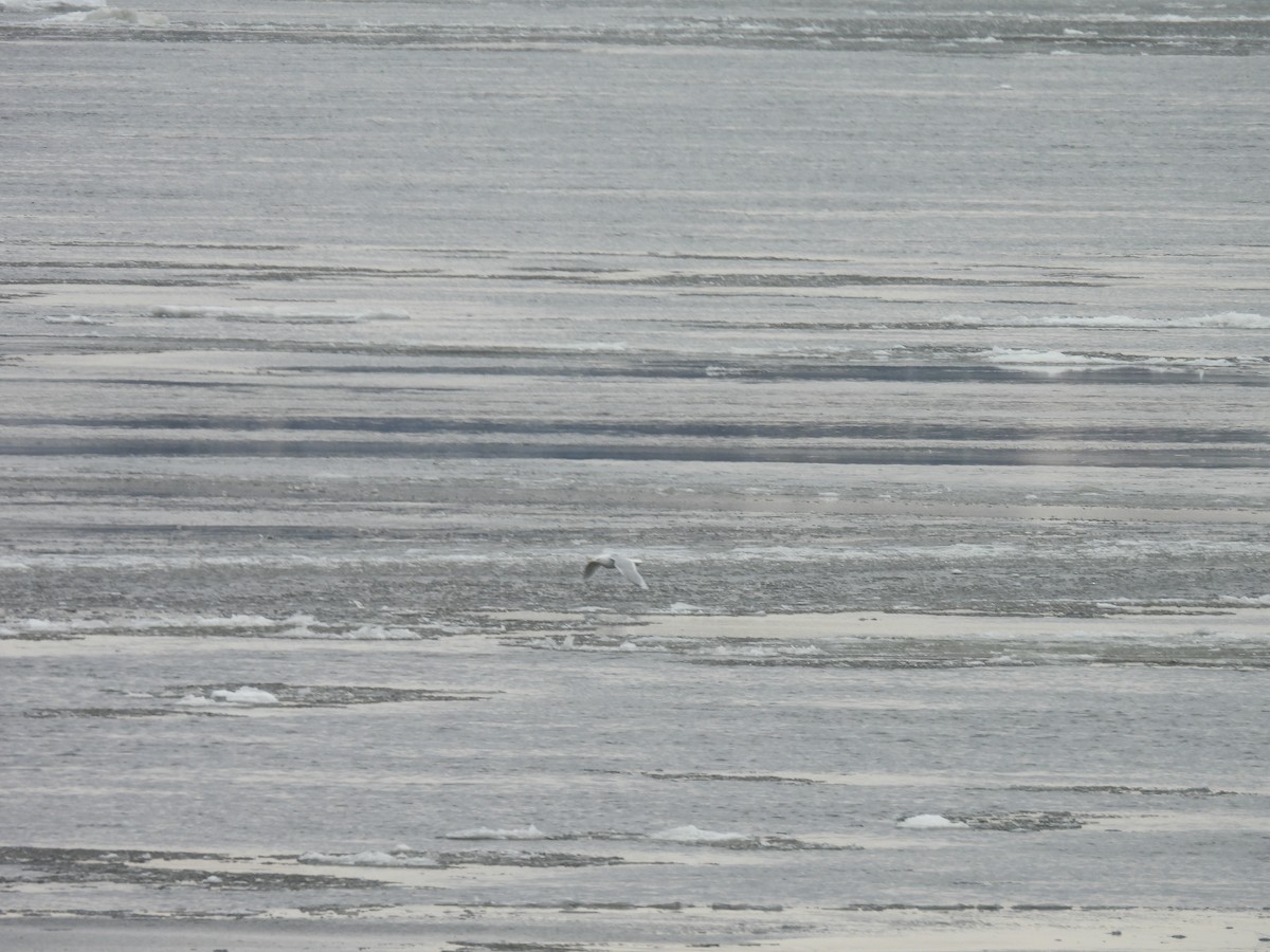 Goéland arctique - ML632007063
