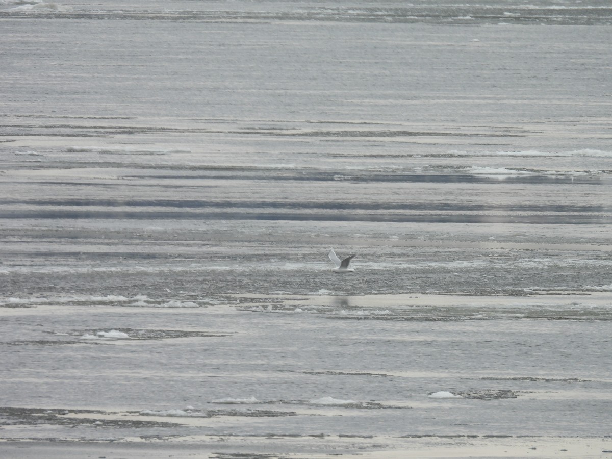 Goéland arctique - ML632007064