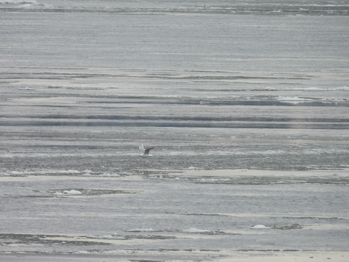 Goéland arctique - ML632007065