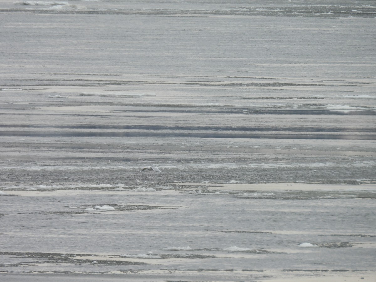 Goéland arctique - ML632007066