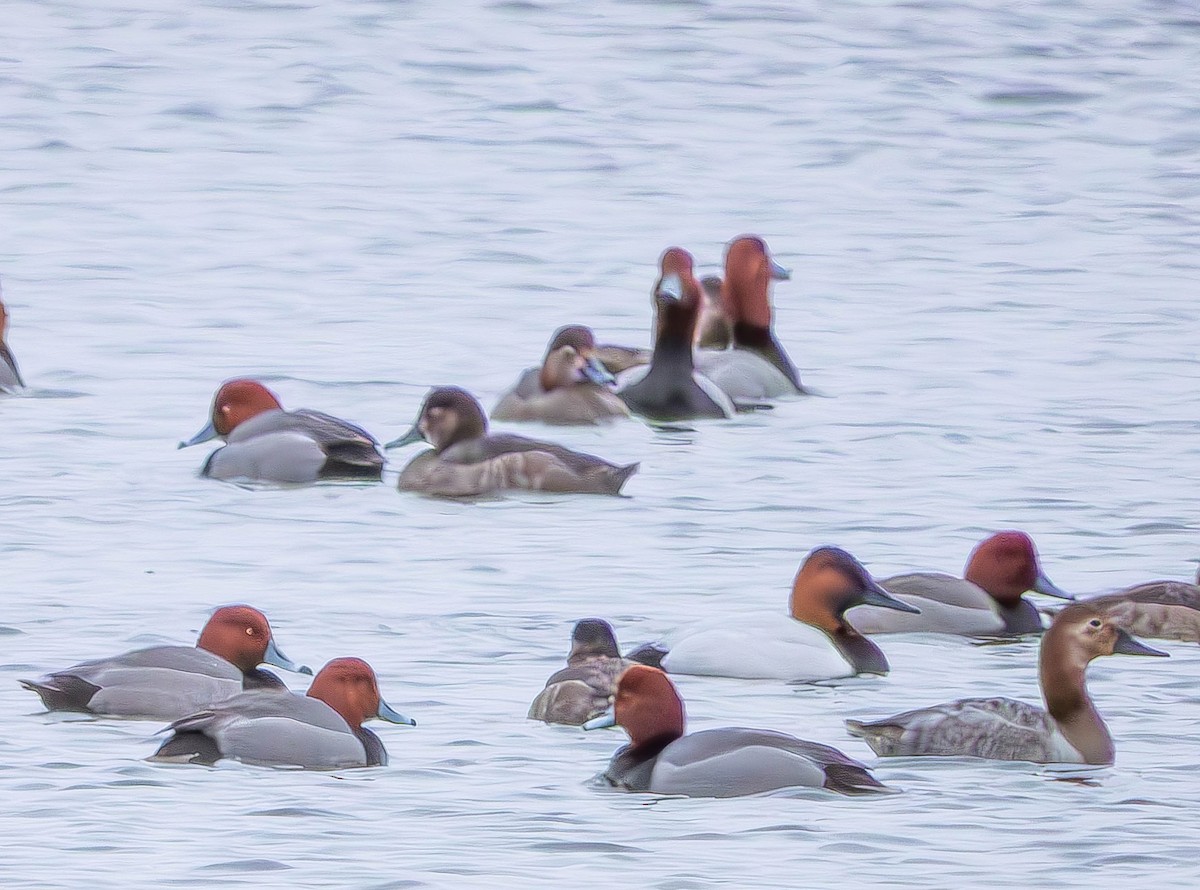 Canvasback - ML632007083