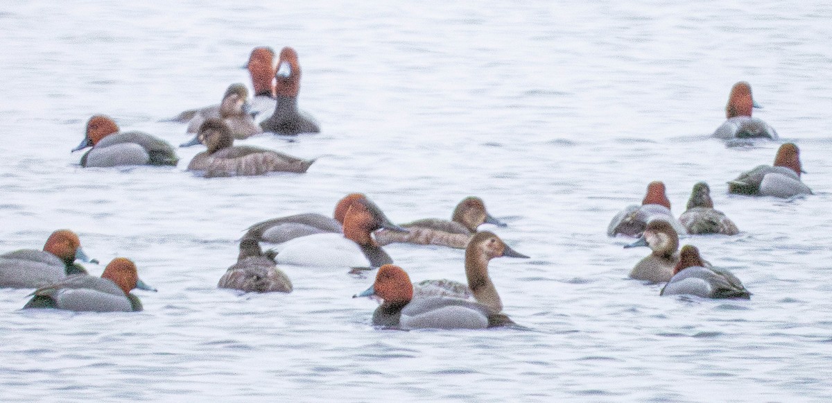 Canvasback - ML632007084