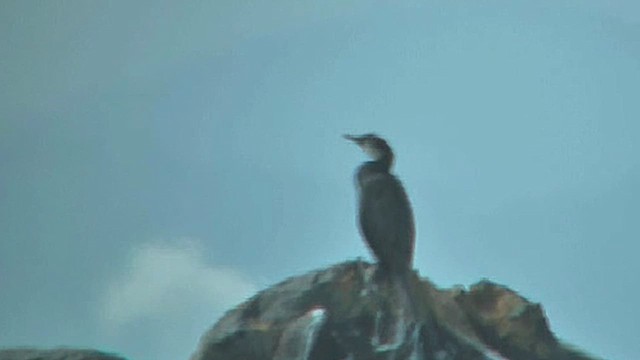 kormorán velký (ssp. novaehollandiae) - ML632007142