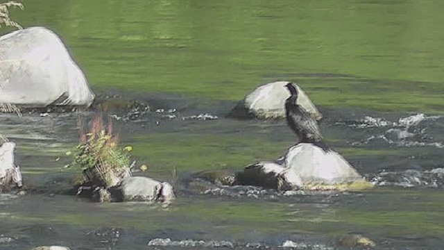 kormorán velký (ssp. novaehollandiae) - ML632007147