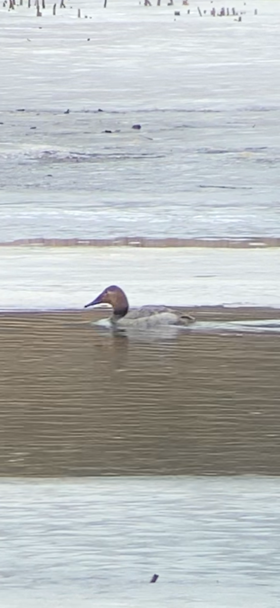 Canvasback - ML632007265