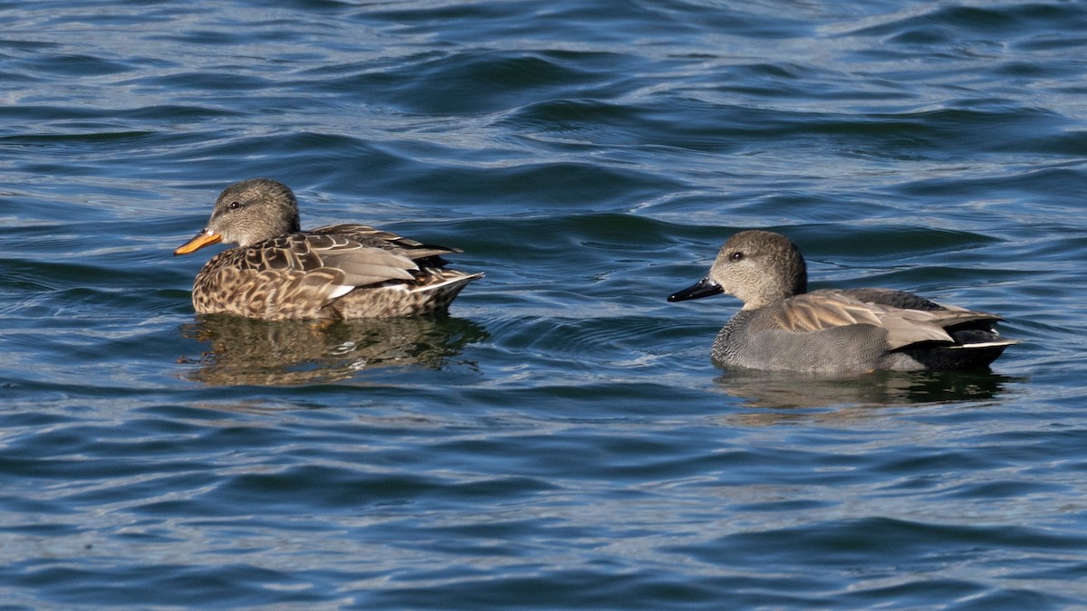 Gadwall - William Stephens