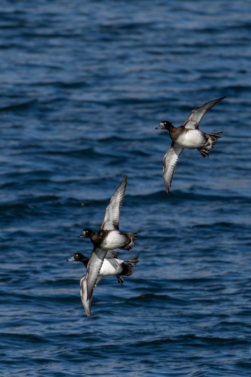 Tufted Duck - William Stephens