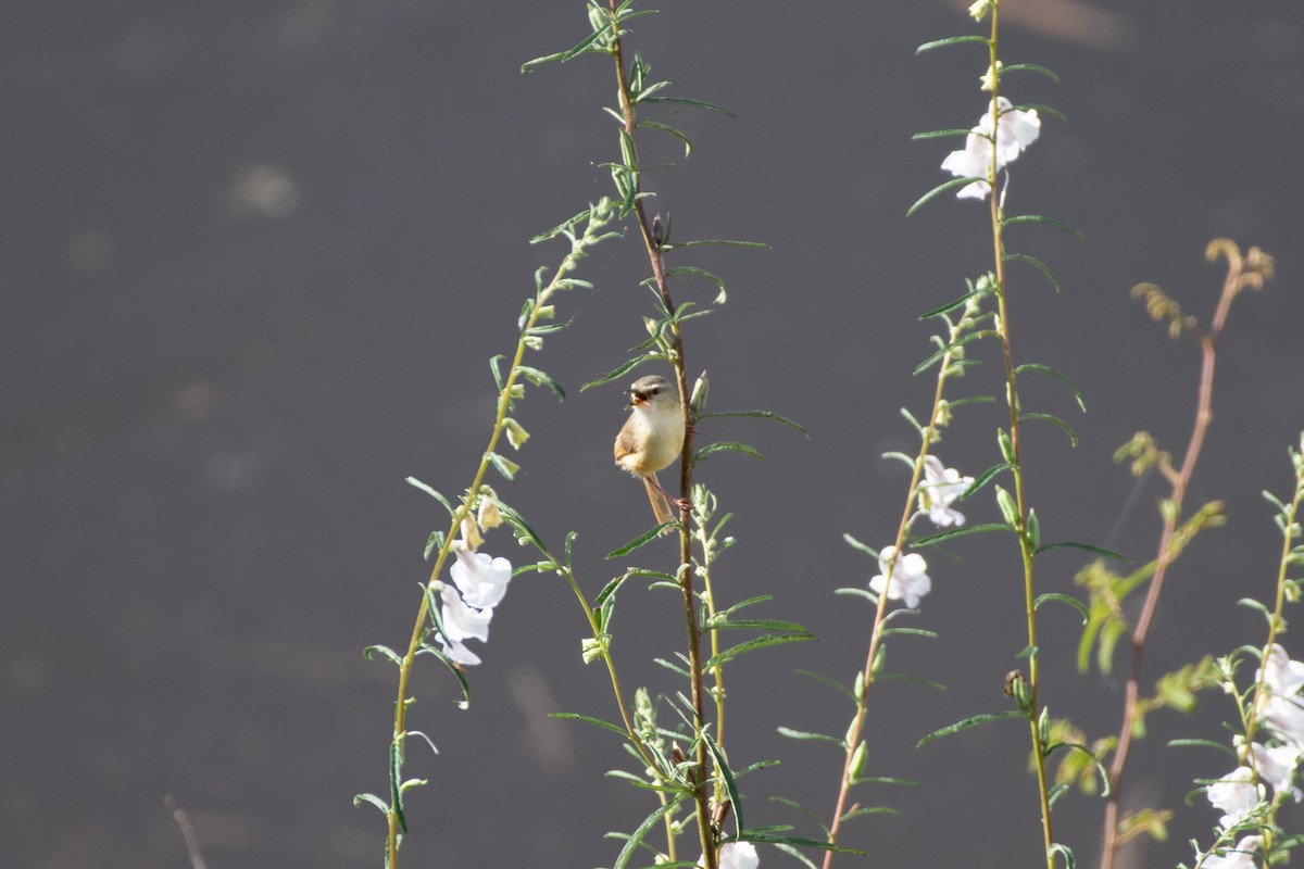 Prinia Modesta - ML632007519