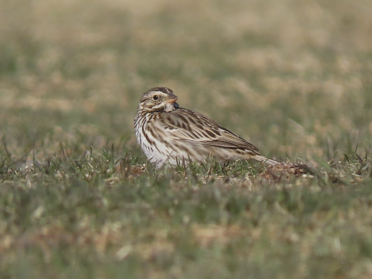 Savannah Sparrow - ML632007545