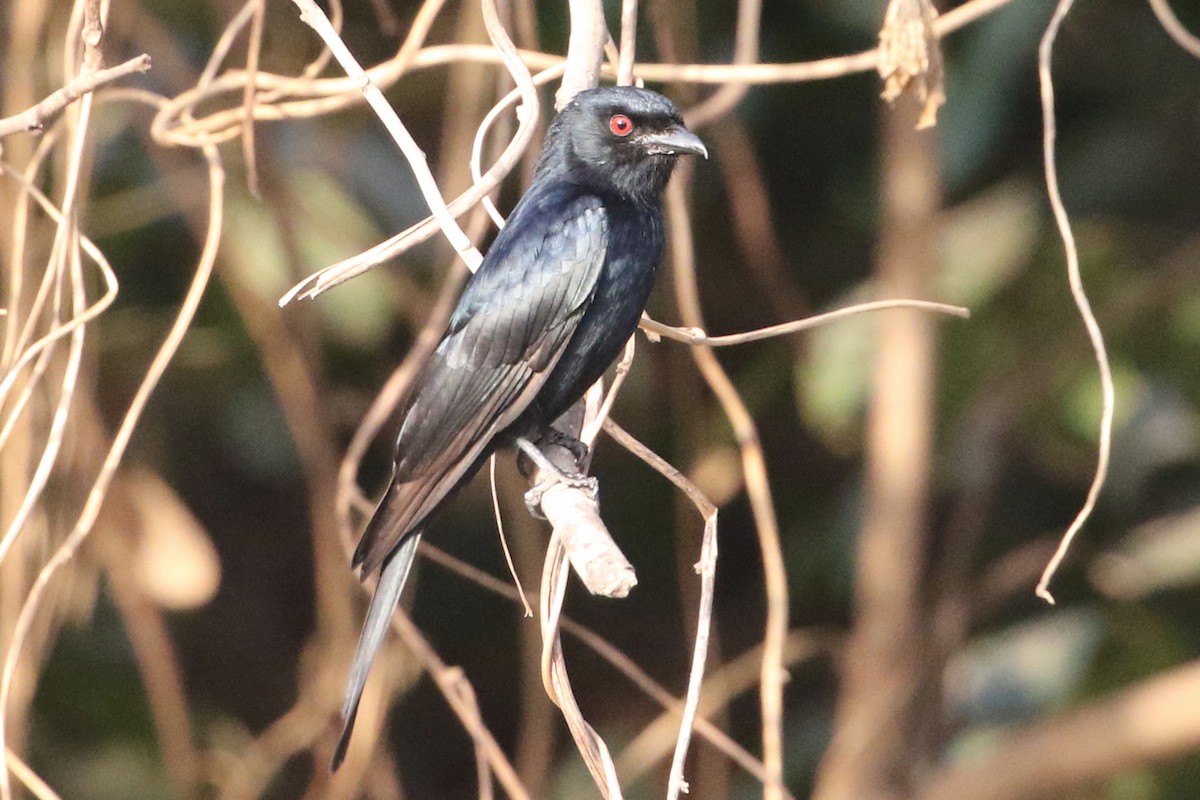 Fork-tailed Drongo (Glossy-backed) - ML632008142