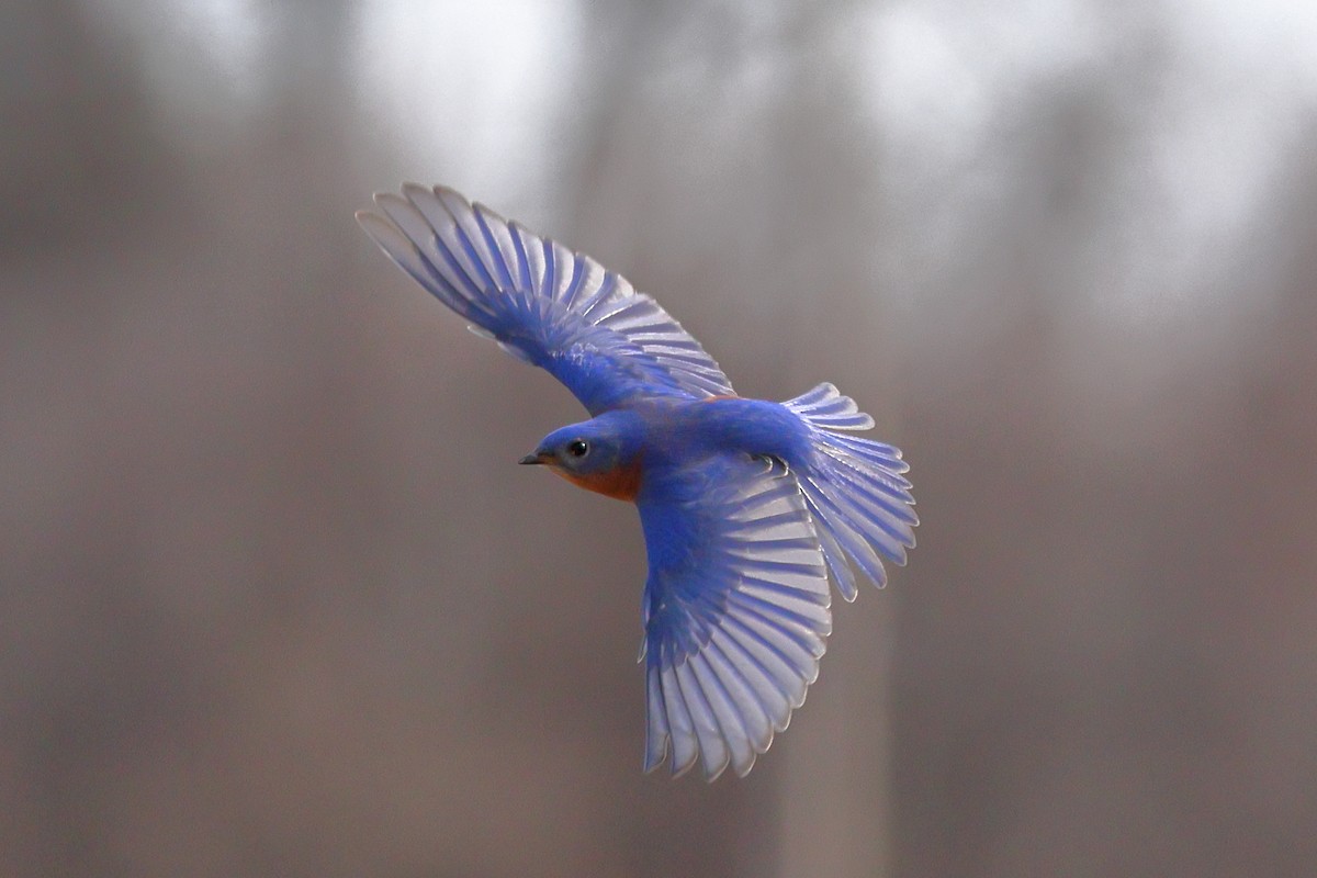 Eastern Bluebird - ML632008239