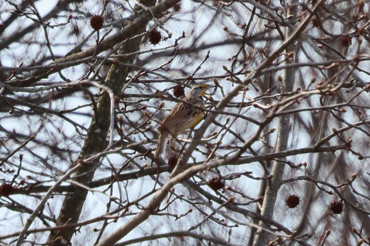 Eastern Meadowlark - ML632008245