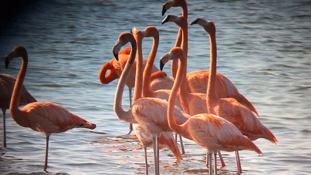 American Flamingo - ML632008246