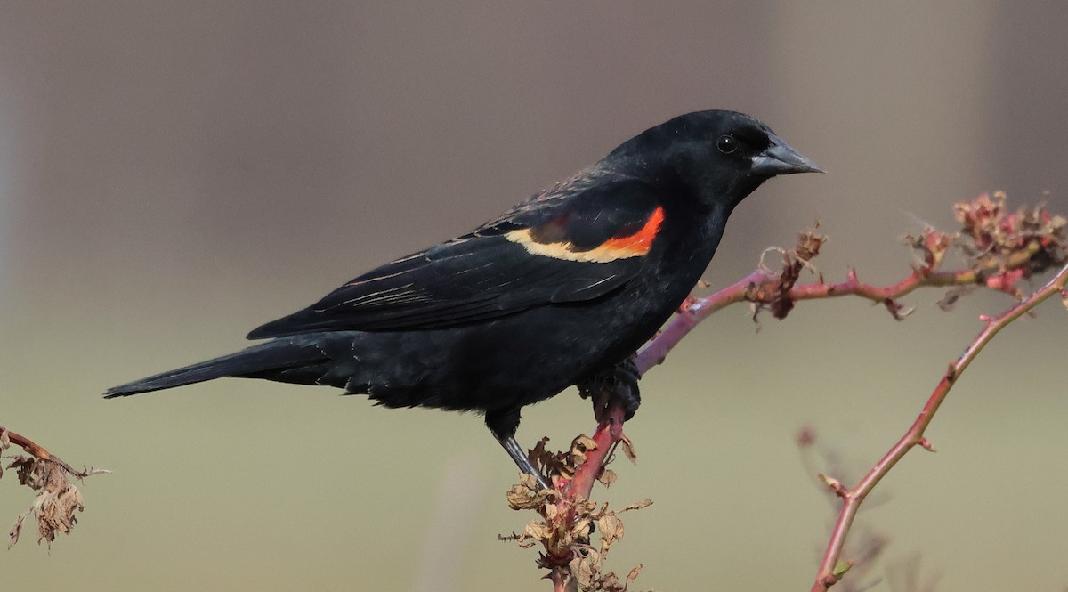 Red-winged Blackbird - ML632008255