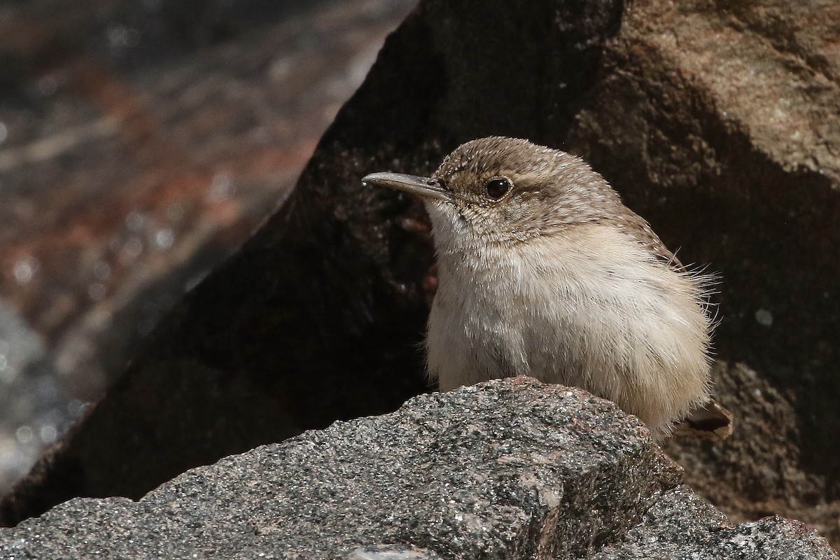 Rock Wren - ML632008288