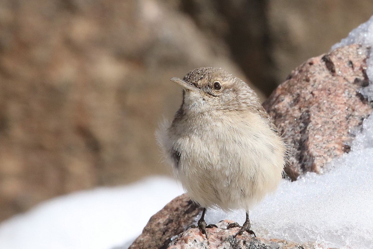 Rock Wren - ML632008301