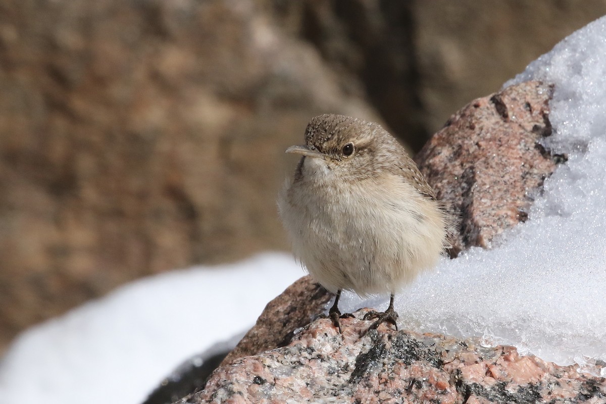 Rock Wren - ML632008317
