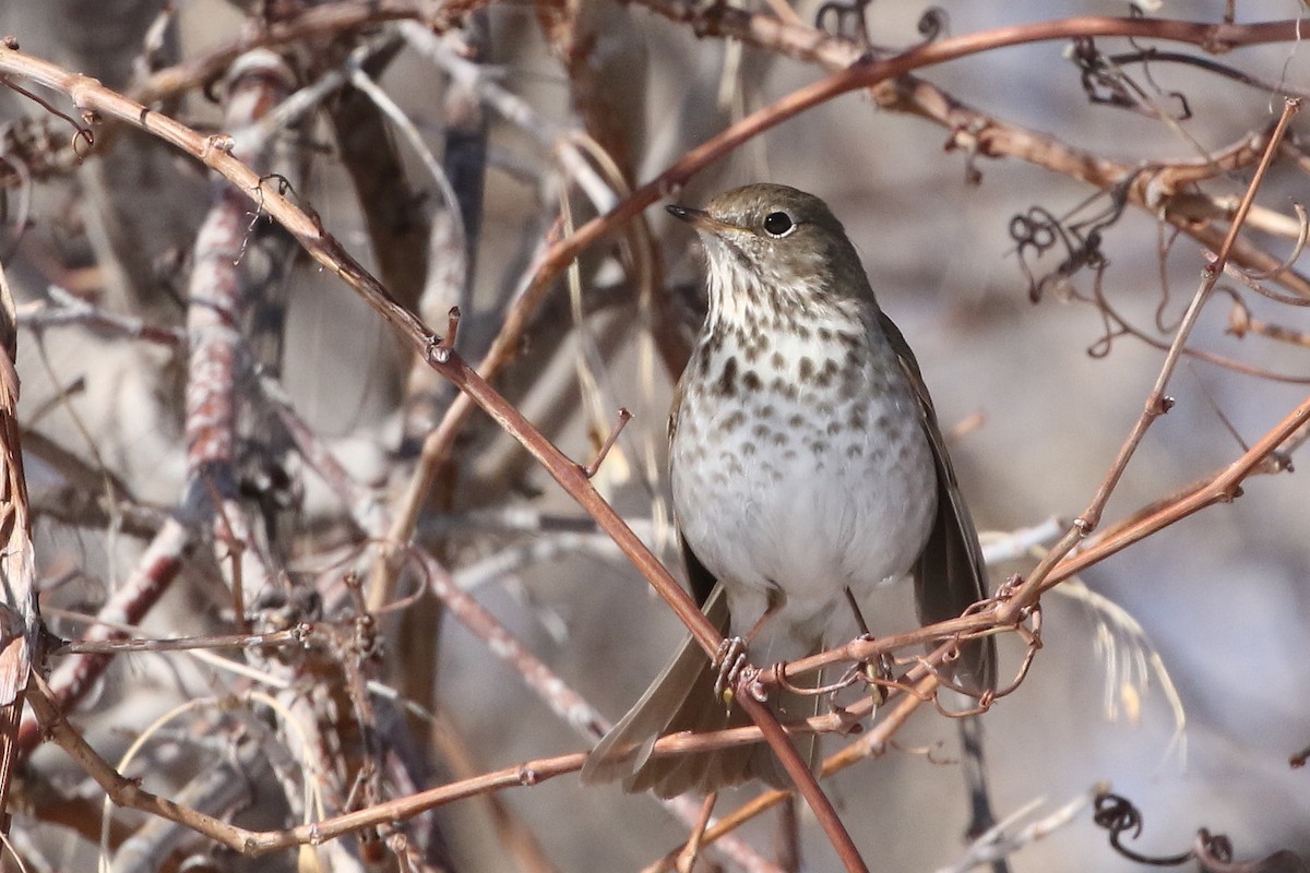 Hermit Thrush - ML632008326