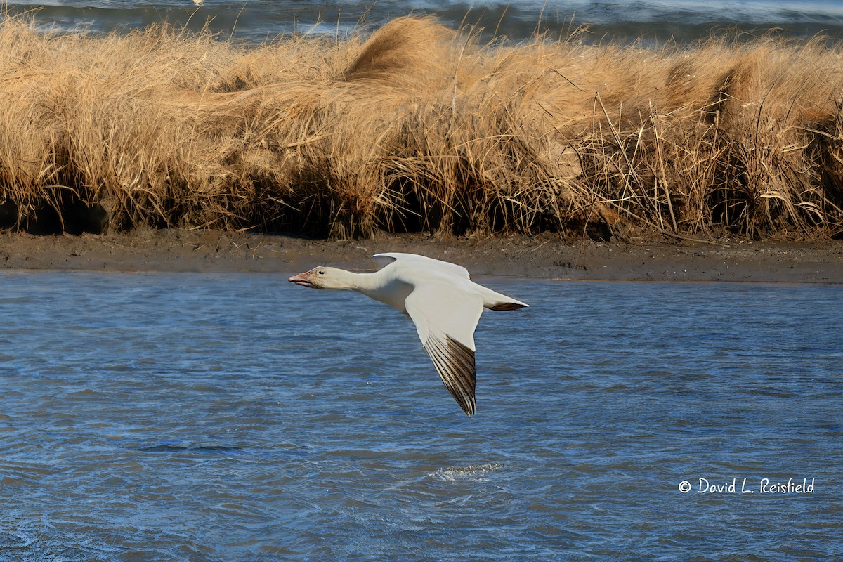Snow Goose - ML632008400