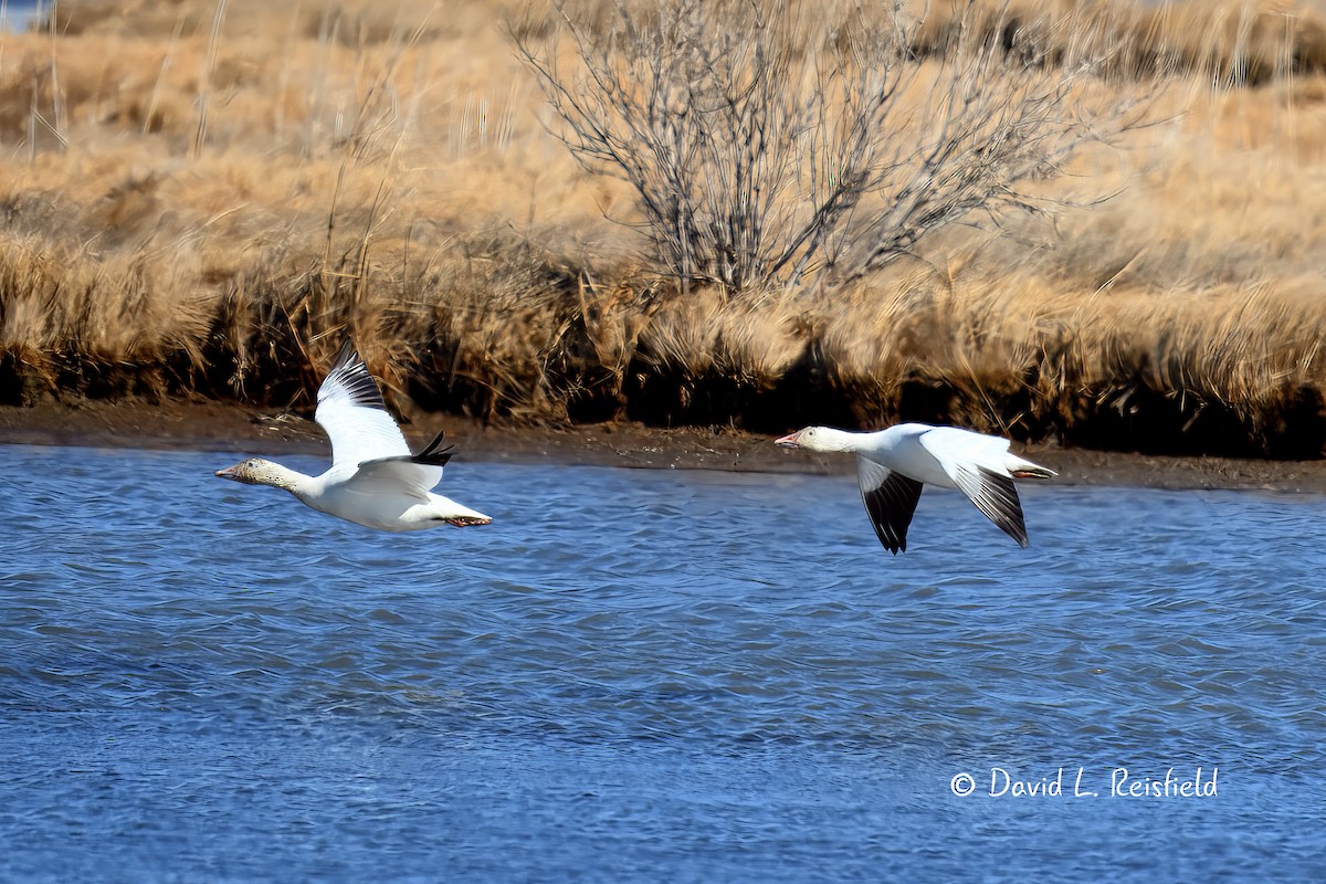 Snow Goose - ML632008401