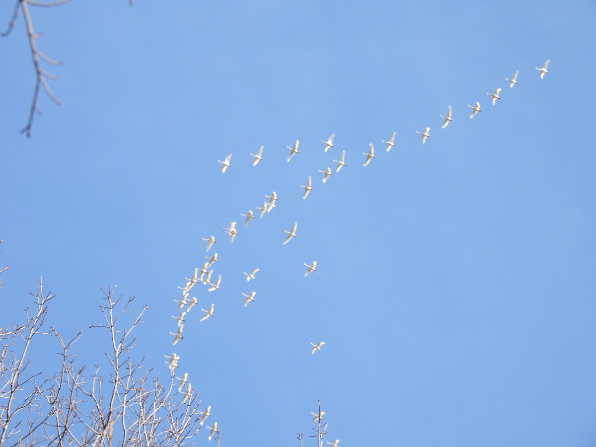 Tundra Swan - ML632008416