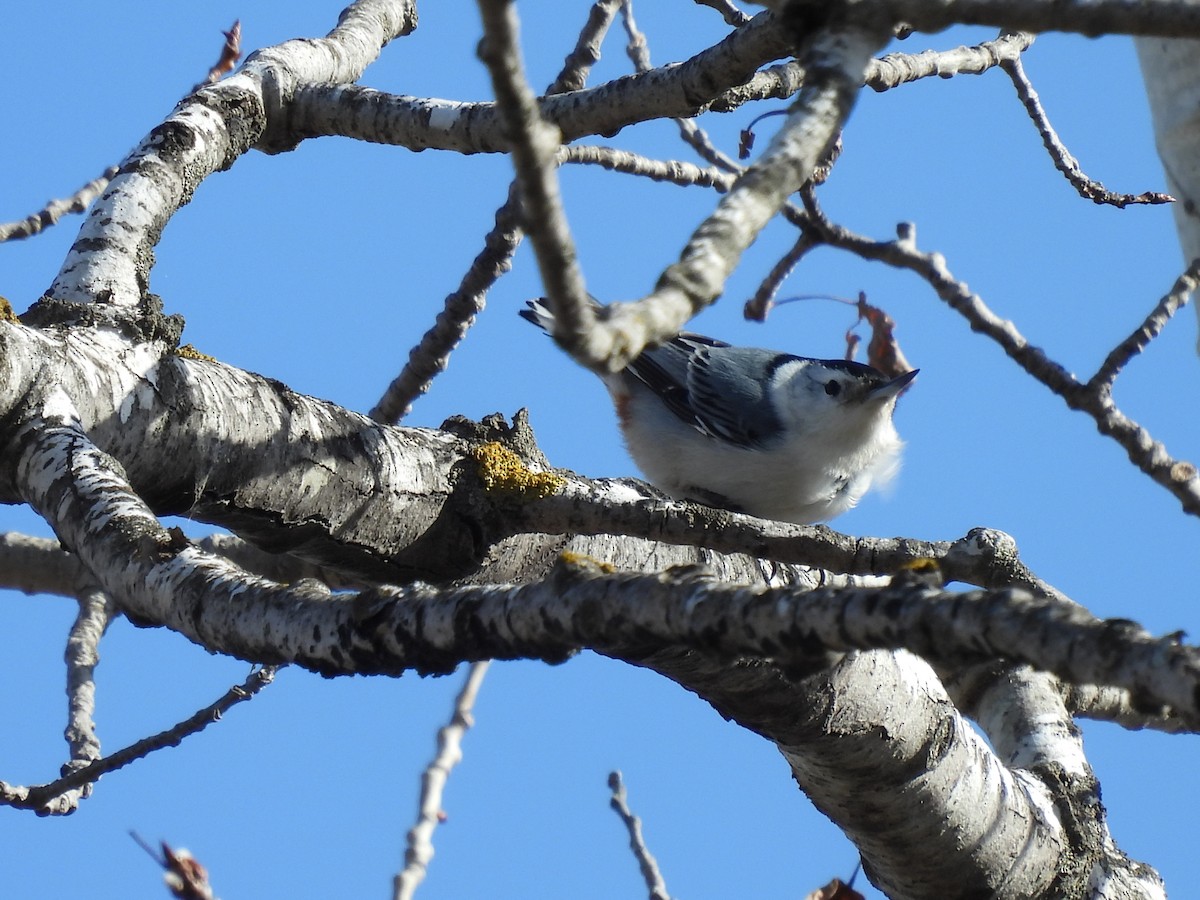 White-breasted Nuthatch - ML632008449
