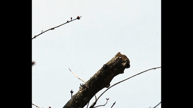 Carolina Chickadee - ML632008561