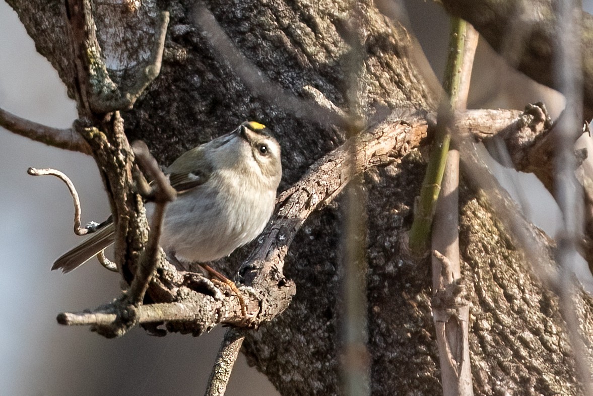 Golden-crowned Kinglet - ML632008766