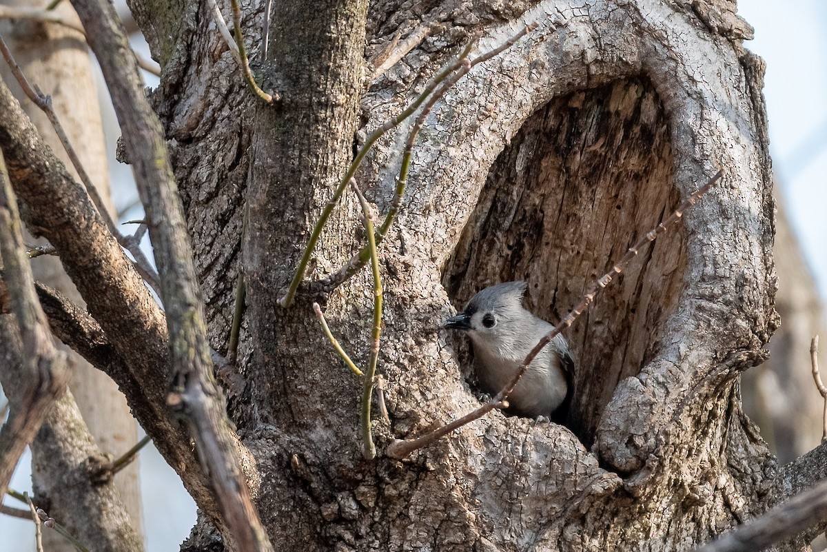 Tufted Titmouse - ML632008778