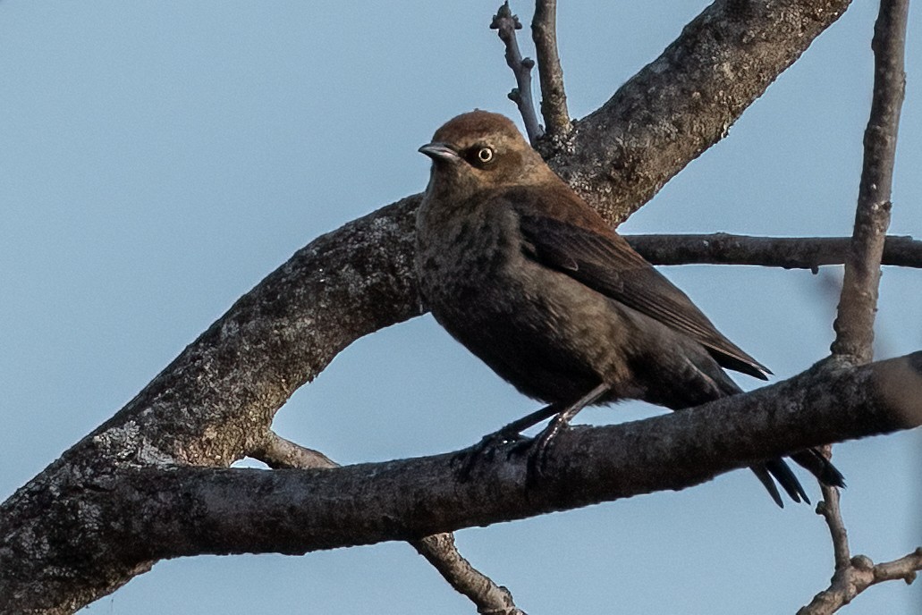 Rusty Blackbird - ML632008802