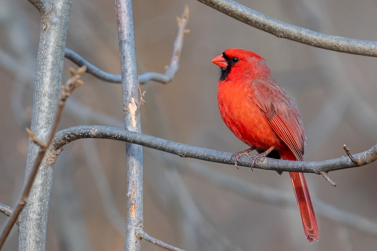 Northern Cardinal - ML632008829