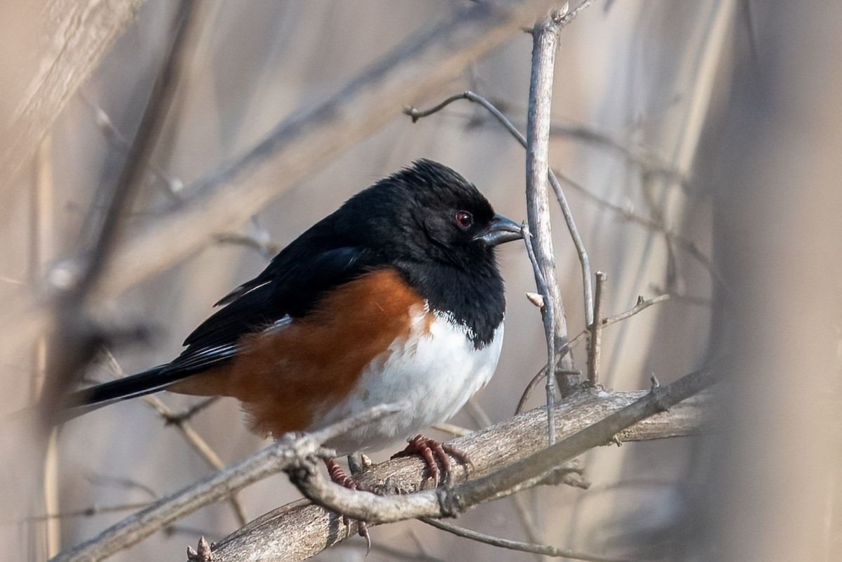 Eastern Towhee - ML632008846