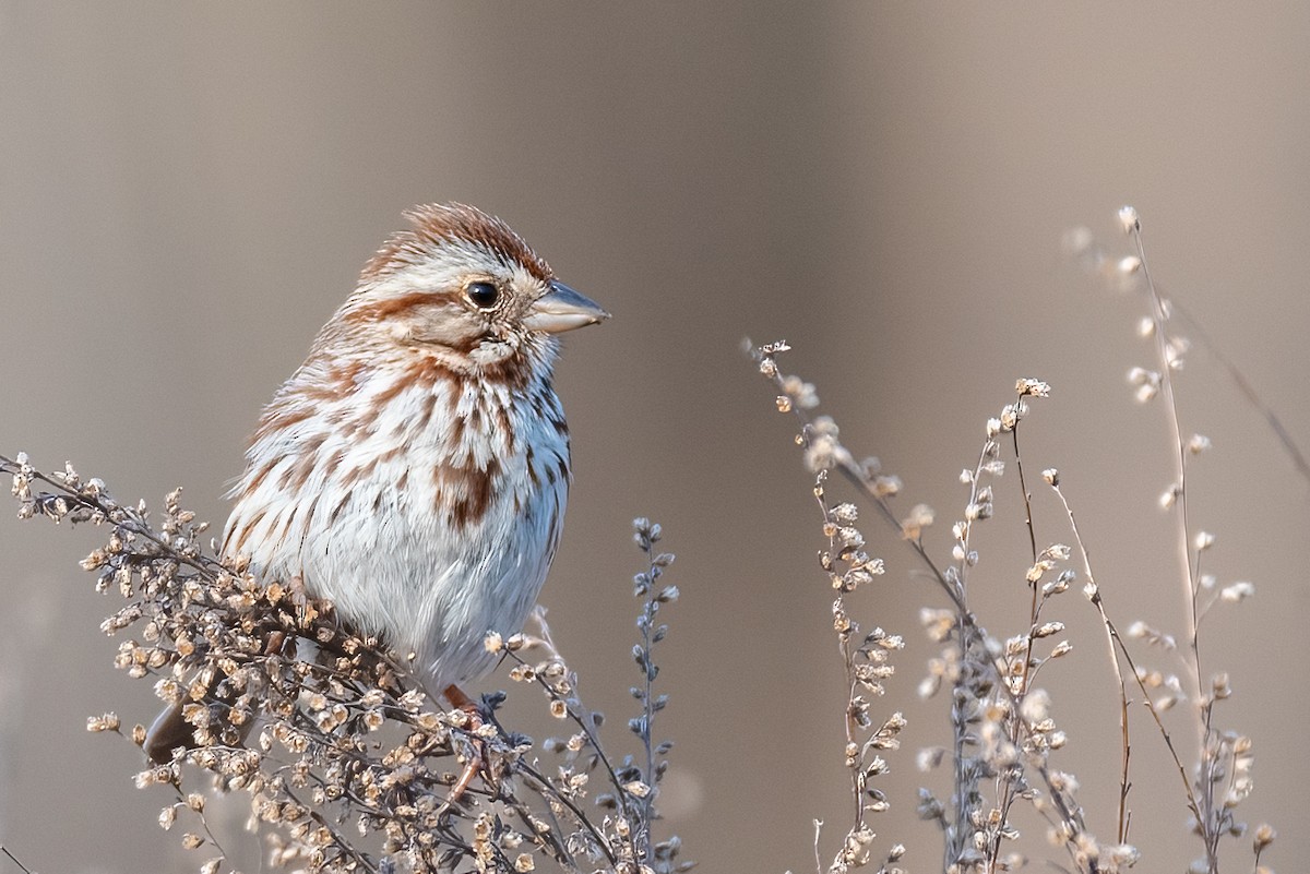 Song Sparrow - ML632008861