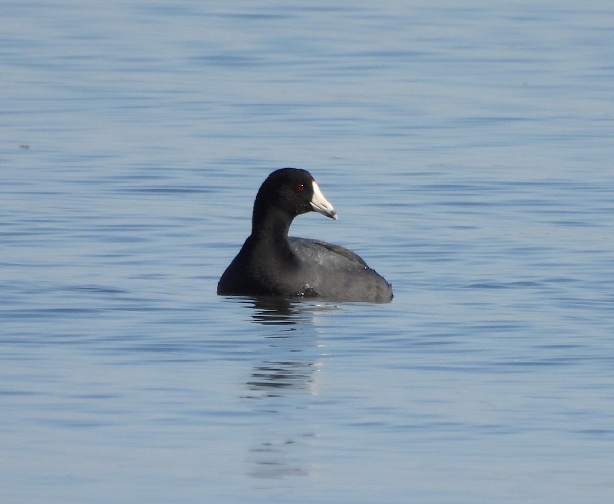 American Coot - ML632008915