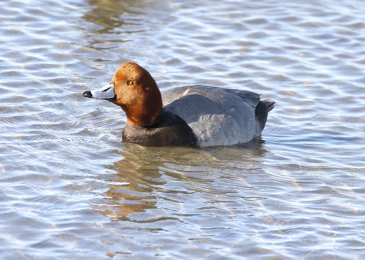 Redhead - ML632008921
