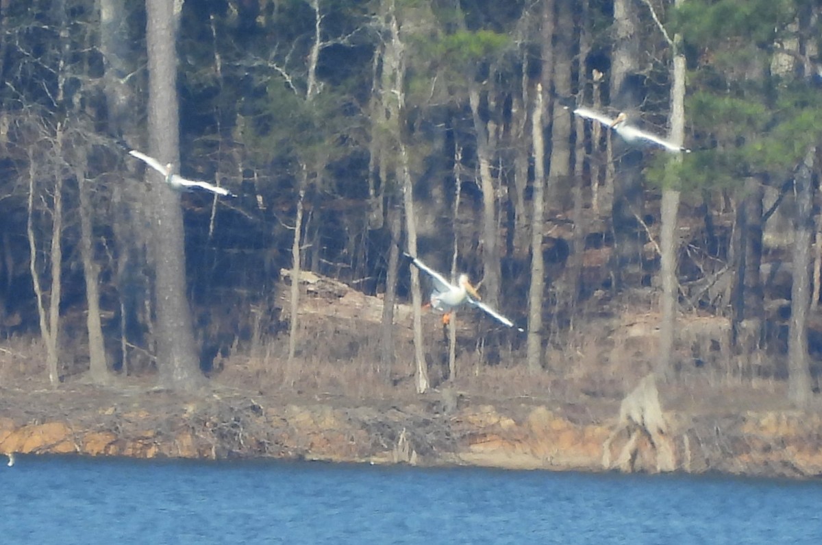 American White Pelican - ML632008926