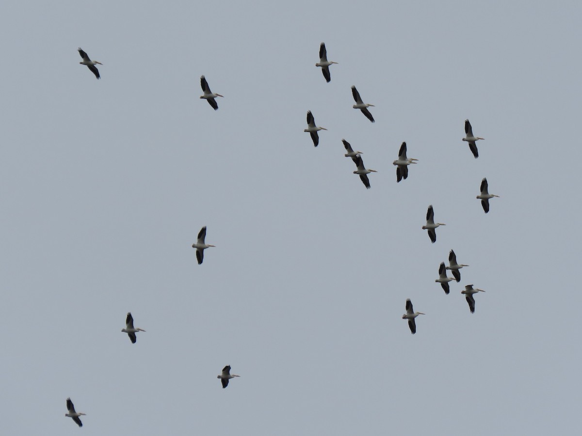American White Pelican - ML632008977