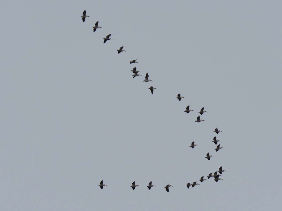 American White Pelican - ML632008981